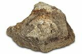 Dinosaur (Triceratops) Frill Shield Section - Montana #338956-1